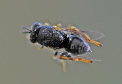 Brachymeria tibialis